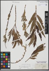 Foto von Salix triandra L. x Salix viminalis L.